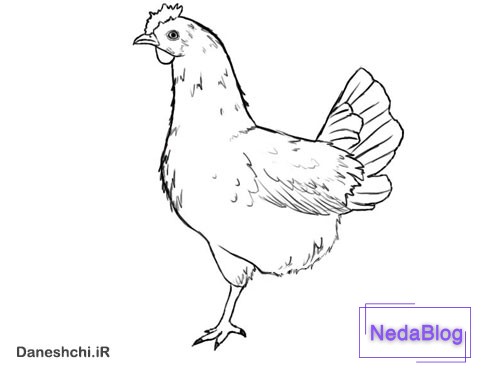 نقاشی مرغش یک پا داره