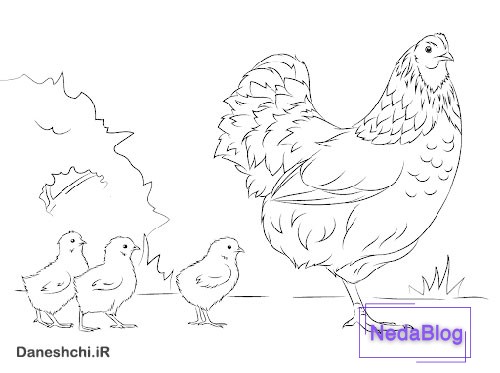 نقاشی مرغ یک پا دارد