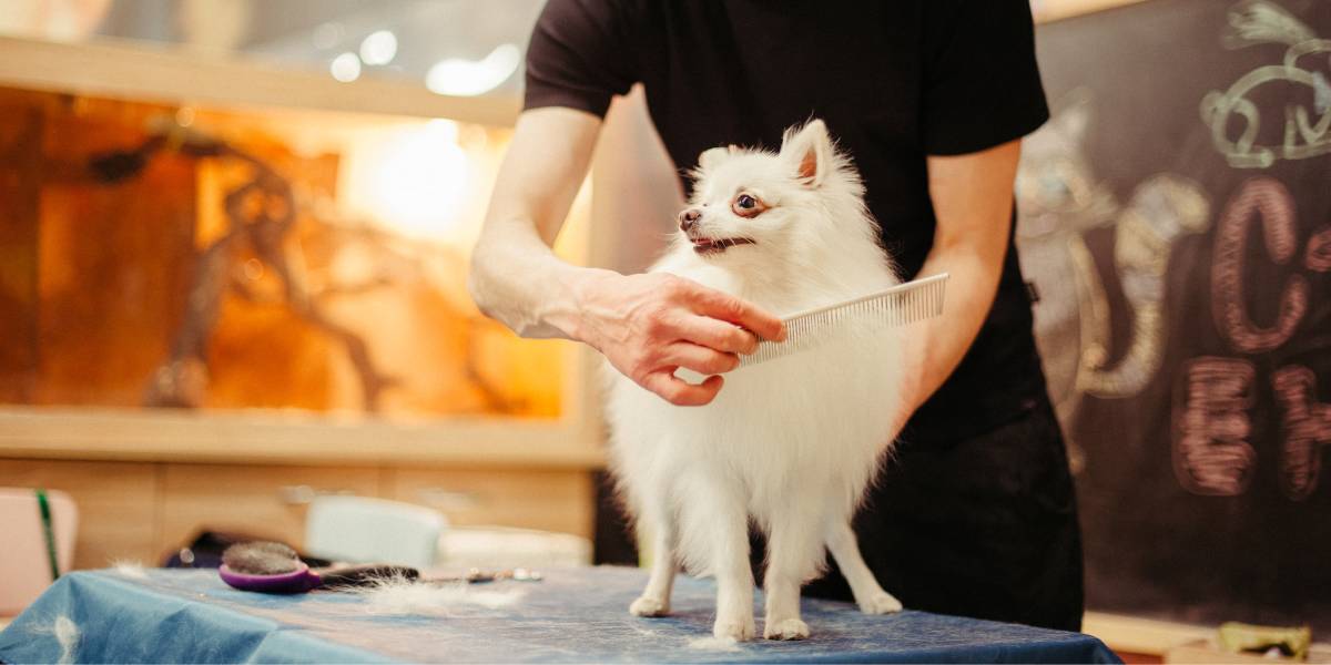 کاربرد انواع برس سگ