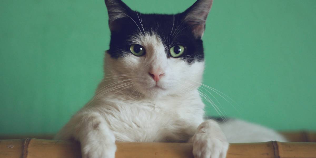 دلایل و روش های درمان استرس گربه