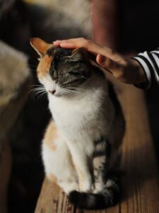 اضطراب و ترس گربه