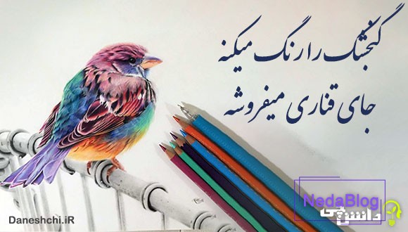 گنجشک را رنگ میکنه جای قناری میفروشه 