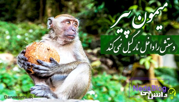 میمون پیر دستش را داخل نارگیل نمی کند