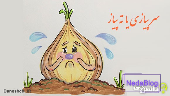 سر پیازی یا ته پیاز