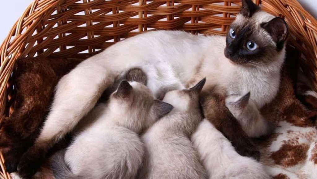 غذای گربه باردار و شیرده