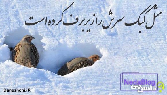 مثل کبک سرش را زیر برف کرده است
