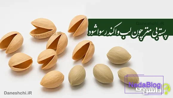 پسته بی مغز چون لب وا کند رسوا شود
