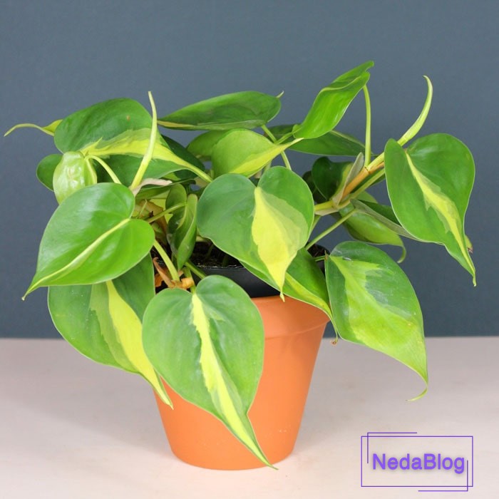 عکس گل خوشبختی و عشق