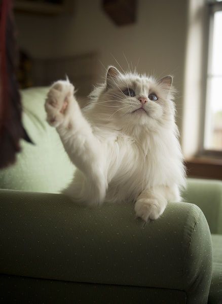 بهترین نژادهای گربه