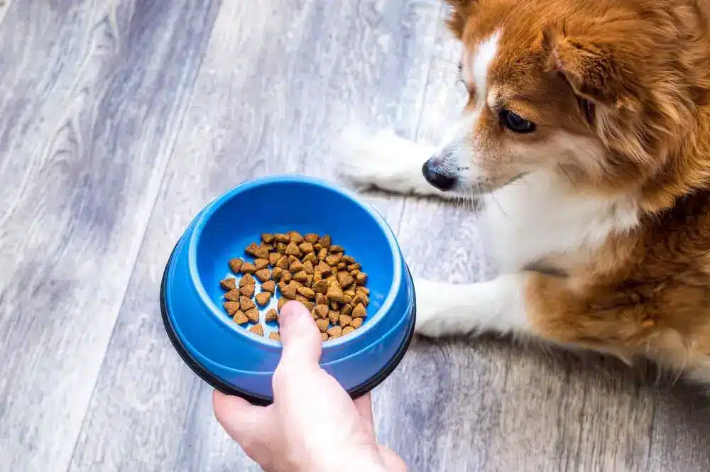 ظرف غذای سگ