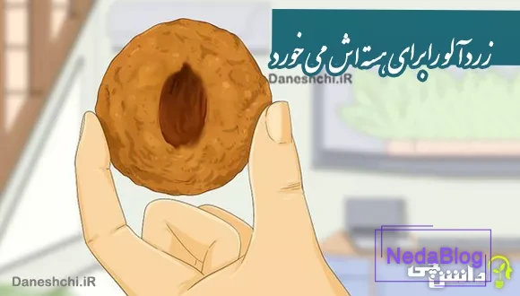 ضرب المثل زردآلو را برای هسته اش می خورد