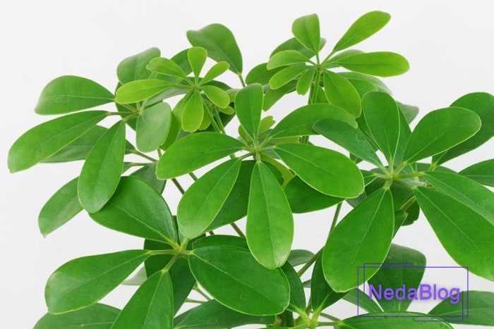 گل شفلرا در فنگ شویی