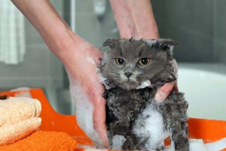 مراحل حمام کردن گربه‌ها