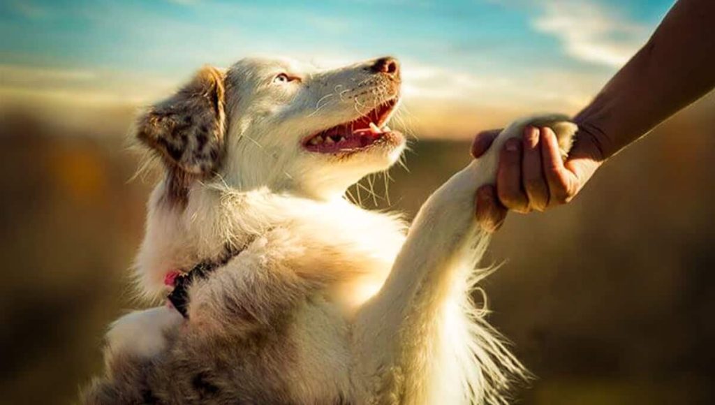 دست دادن به سگ