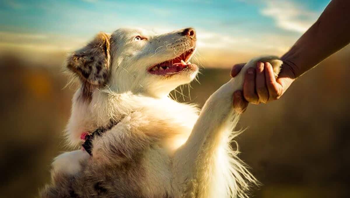 دست دادن به سگ