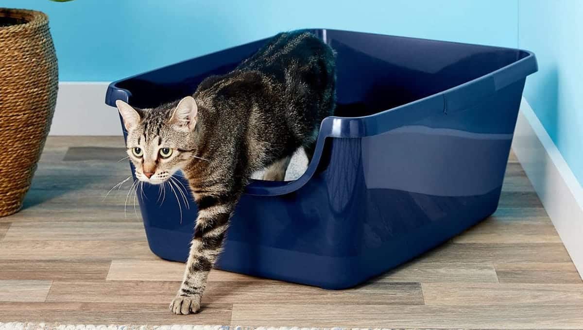 آموزش دستشویی به گربه