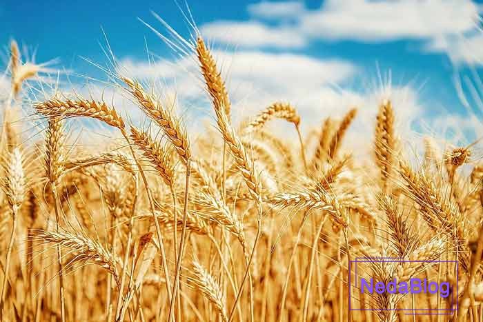 کاسه برکت گندم