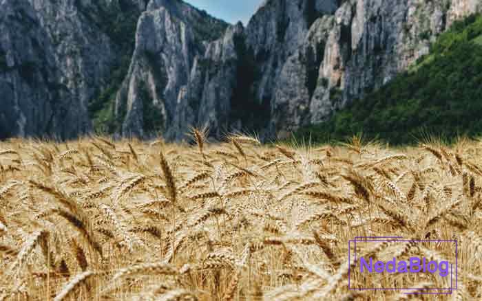 عکس گندم زار در فنگ شویی