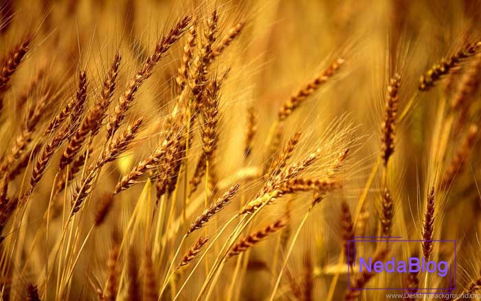 گندم در فنگ شویی