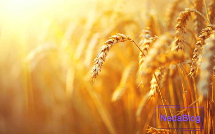 گندم در فنگ شویی