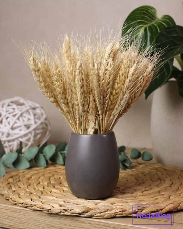 گلدان گندم در فنگ شویی
