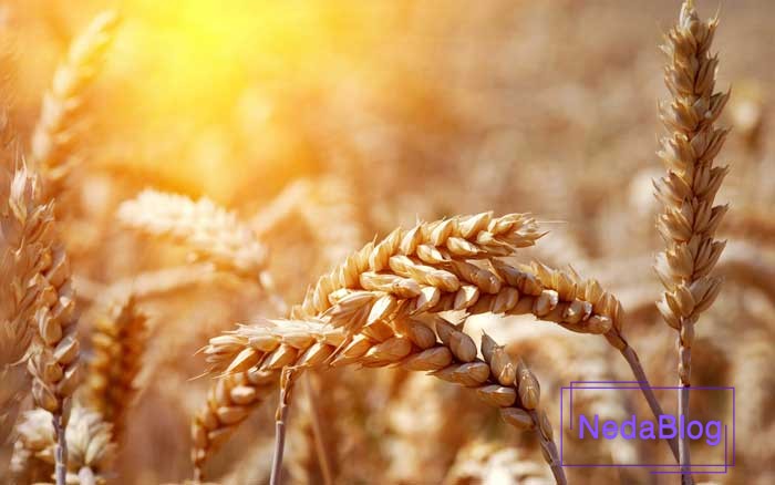 خوشه گندم در فنگ شویی