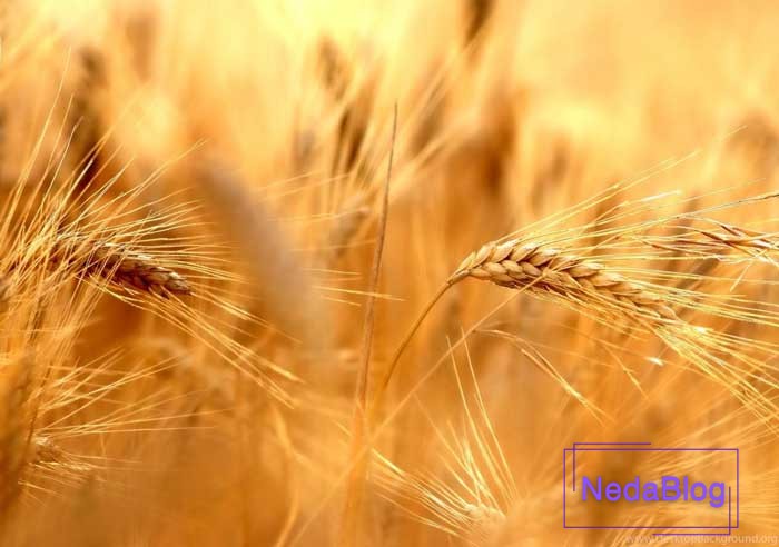 گندم نماد باروری