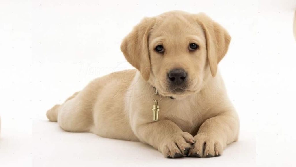 توله سگ نژاد لابرادور رتریور