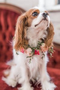 محبوب ترین نژاد های سگ