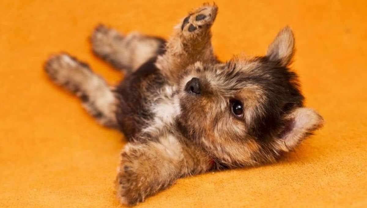 نژاد سگ یورکشایر | معرفی سگ های آپارتمانی