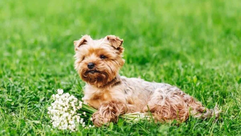 نژاد سگ یورکشایر | معرفی سگ های آپارتمانی