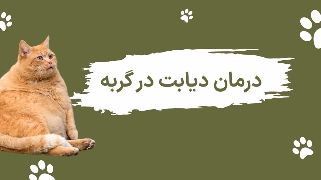 درمان دیابت در گربه