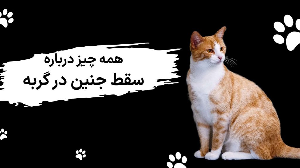 سقط جنین در گربه