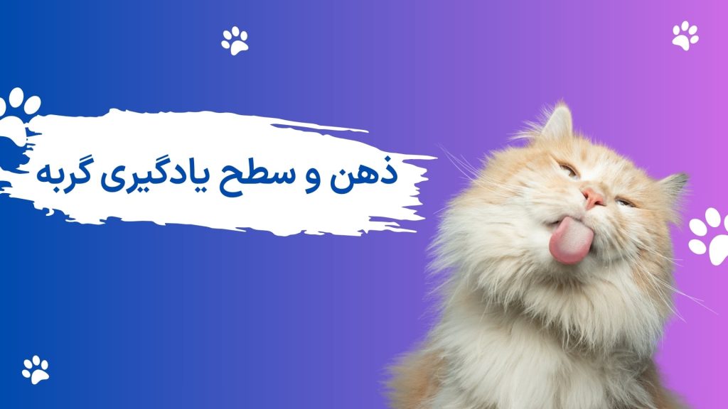 چرا گربم یاد نمیگیره