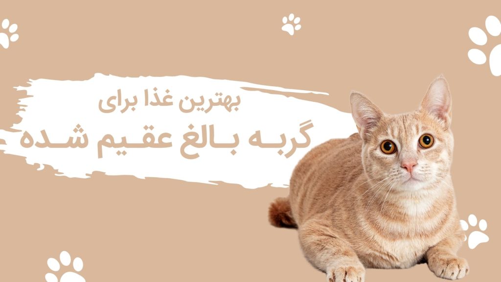 بهترین غذا برای گربه بالغ عقیم شده