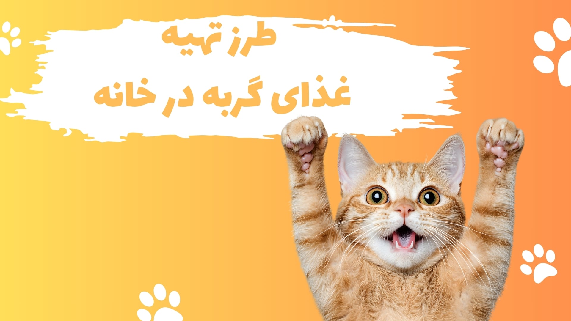 تهیه غذای گربه در خانه