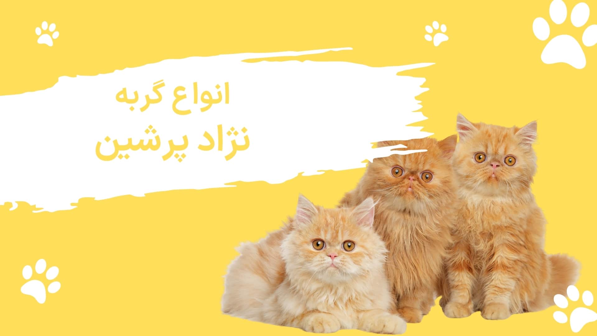 انواع نژاد گربه پرشین