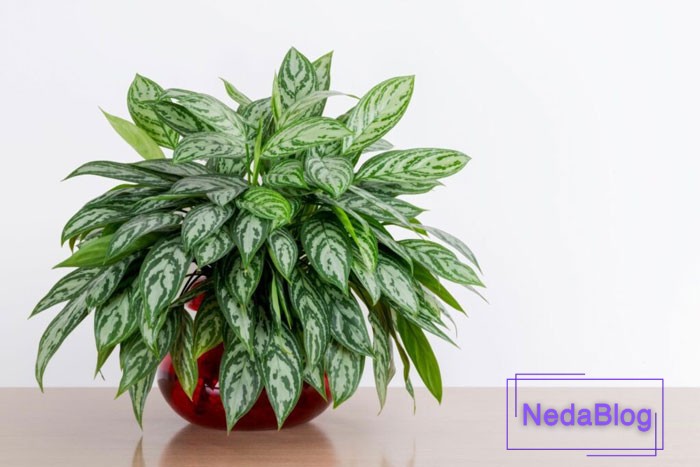 گل و گیاه انرژی مثبت در خانه و خوشبختی و سرزندگی