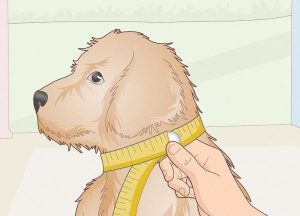 قلاده مناسب برای هر نژاد