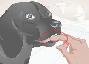 استفاده از مسواک سگ