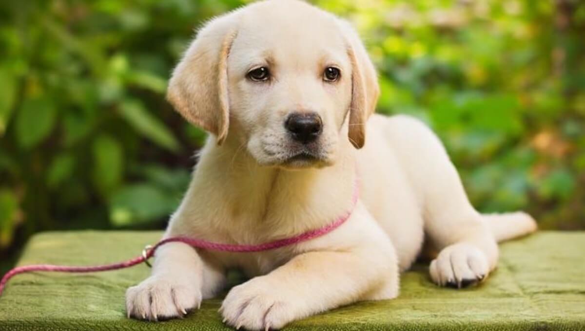 لابرادور رتریور سفید آمریکایی