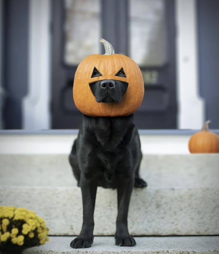 اسم سگ سیاه