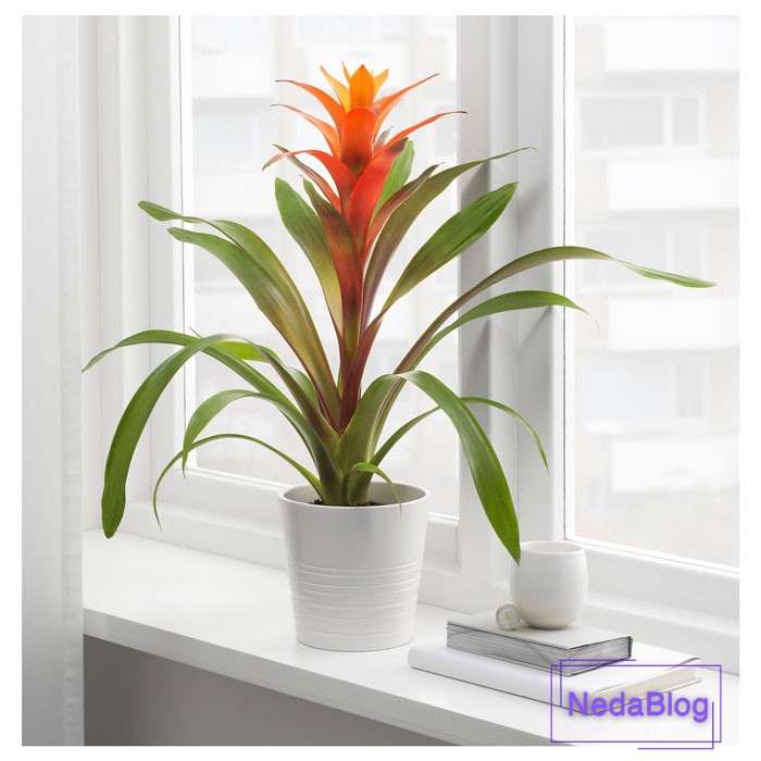 عکس گل خوشبختی