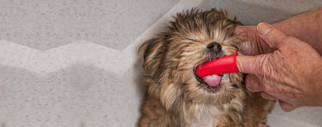 استفاده از مسواک سگ