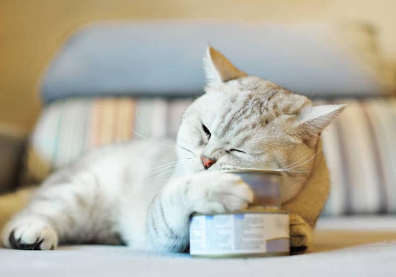 نکات مهم در خرید کنسرو گربه