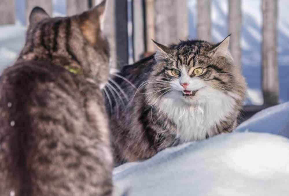 اضطراب گربه خانگی