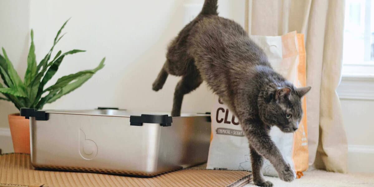 مشملات مدفوع گربه