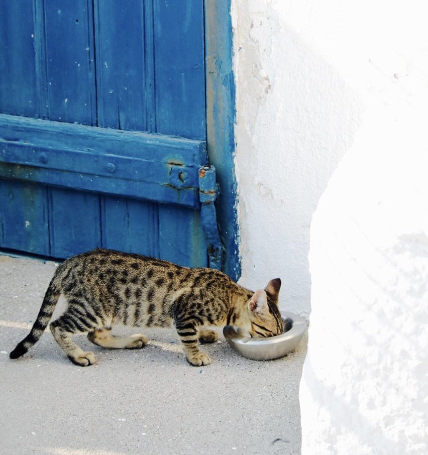 غذای گربه مونلو