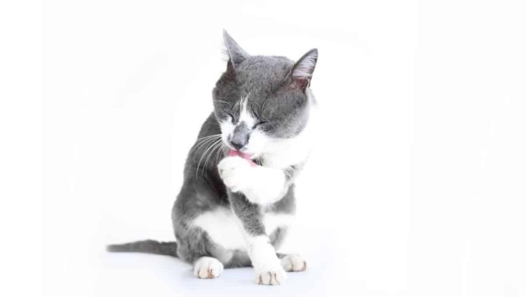 ریزش موی گربه