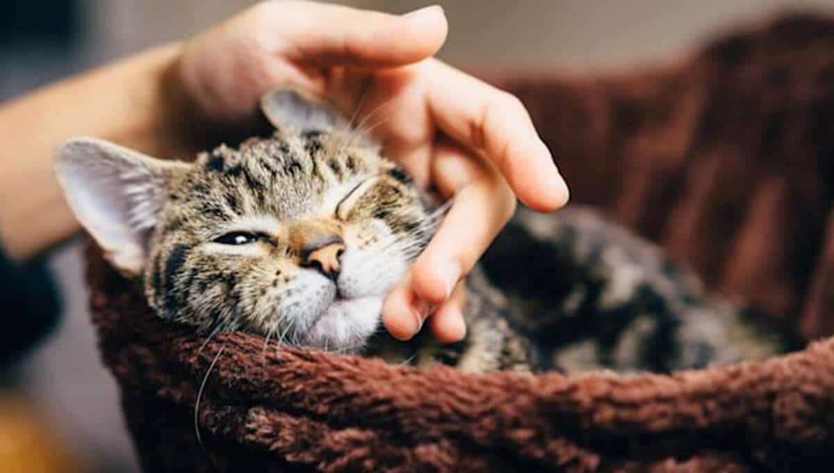 تربیت و آموزش گربه